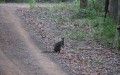 1215-1838 Wallaby (1060365)